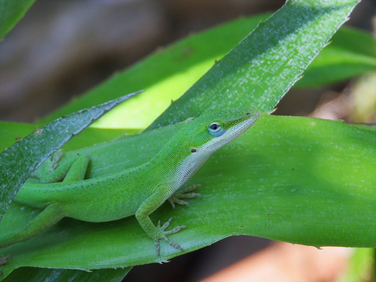 reptile lizard green and white free photo