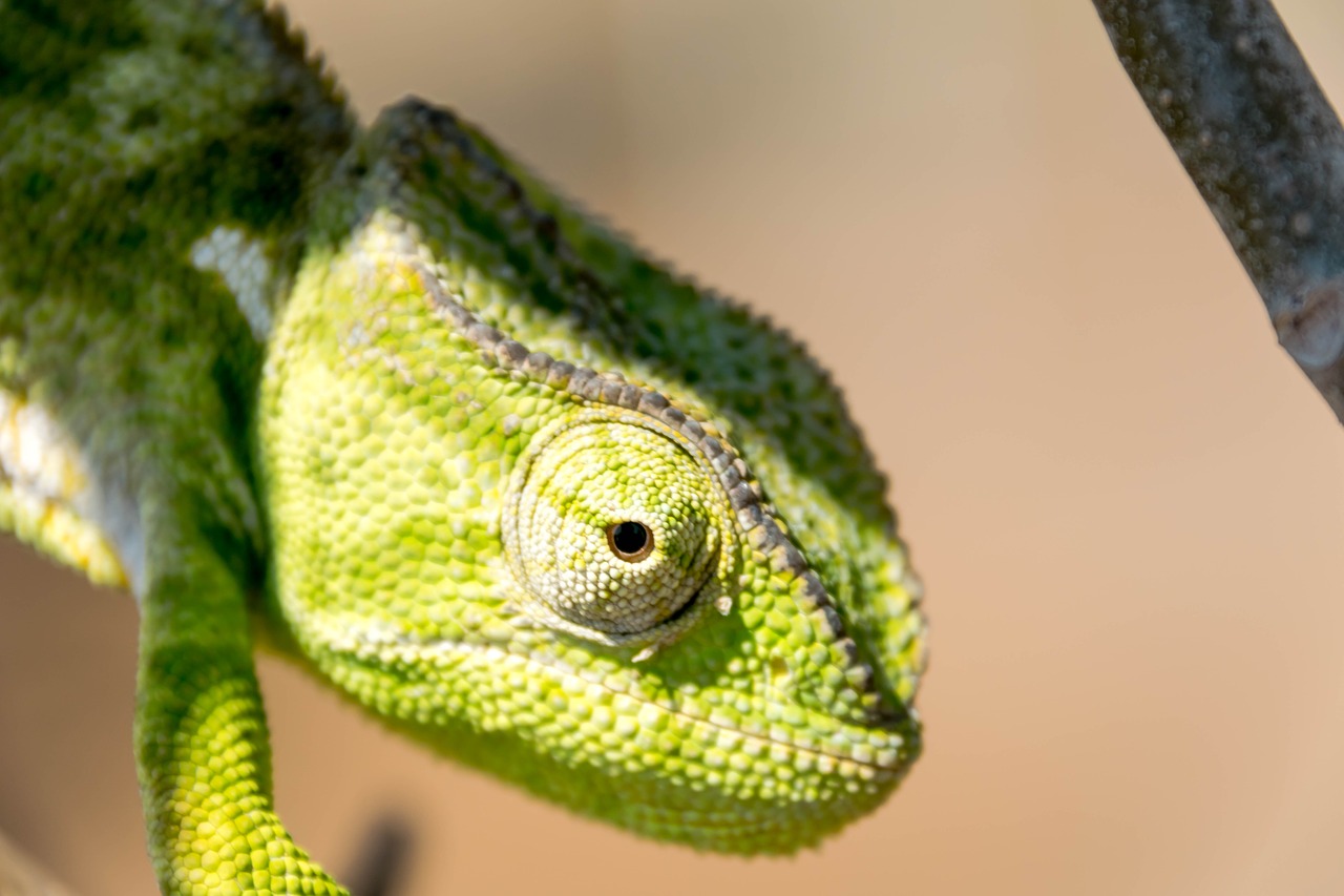 reptile chameleon lizard free photo