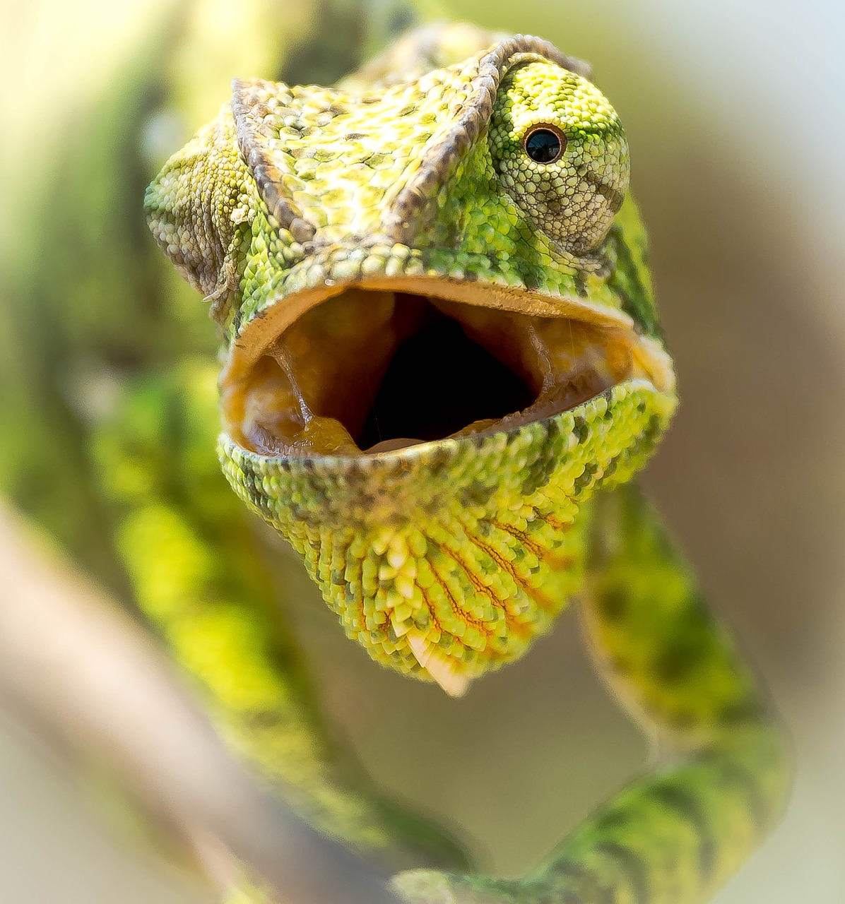 reptile chameleon calango free photo