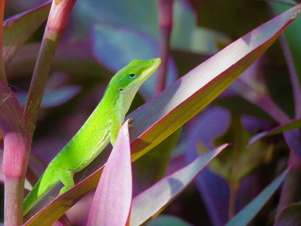 reptile lizard green free photo