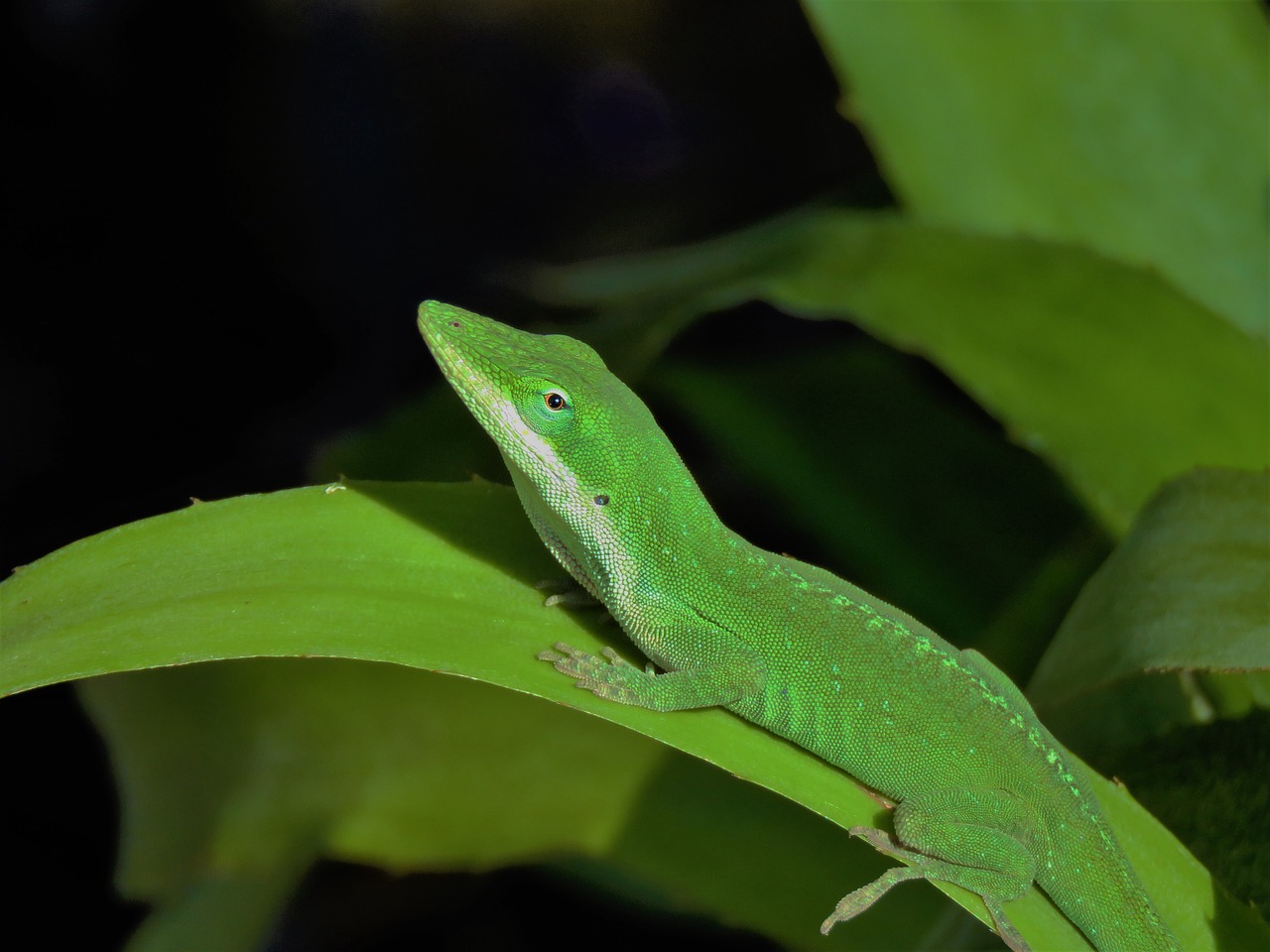 reptile lizard green free photo