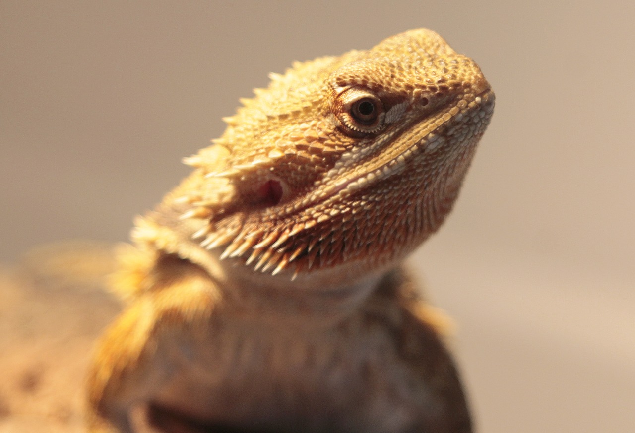 reptile bearded dragon animals free photo