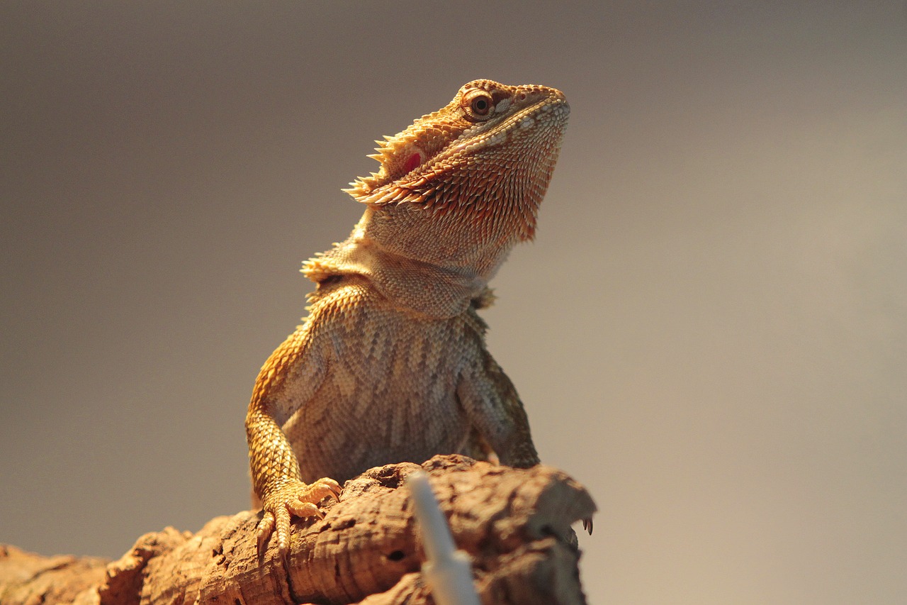 reptile bearded dragon animals free photo