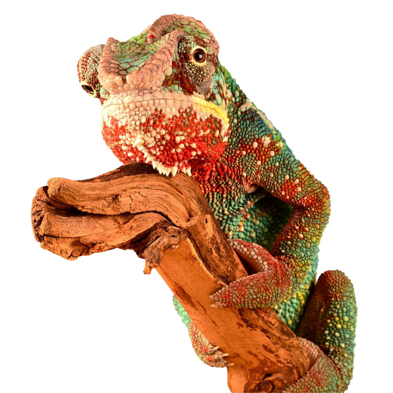 reptile chameleon lizard free photo