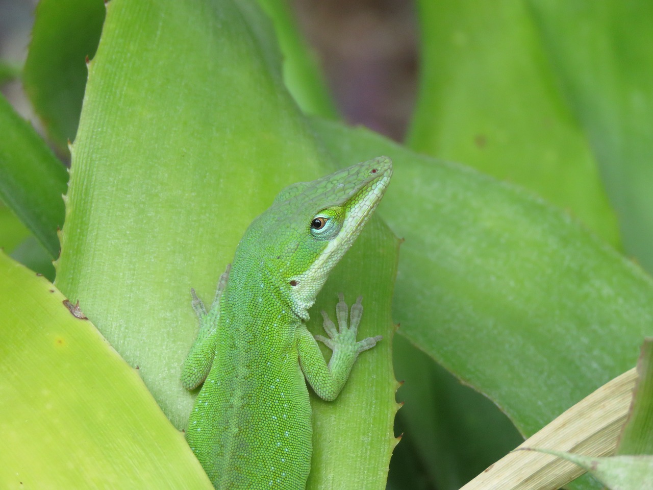 reptile lizard green and white free photo