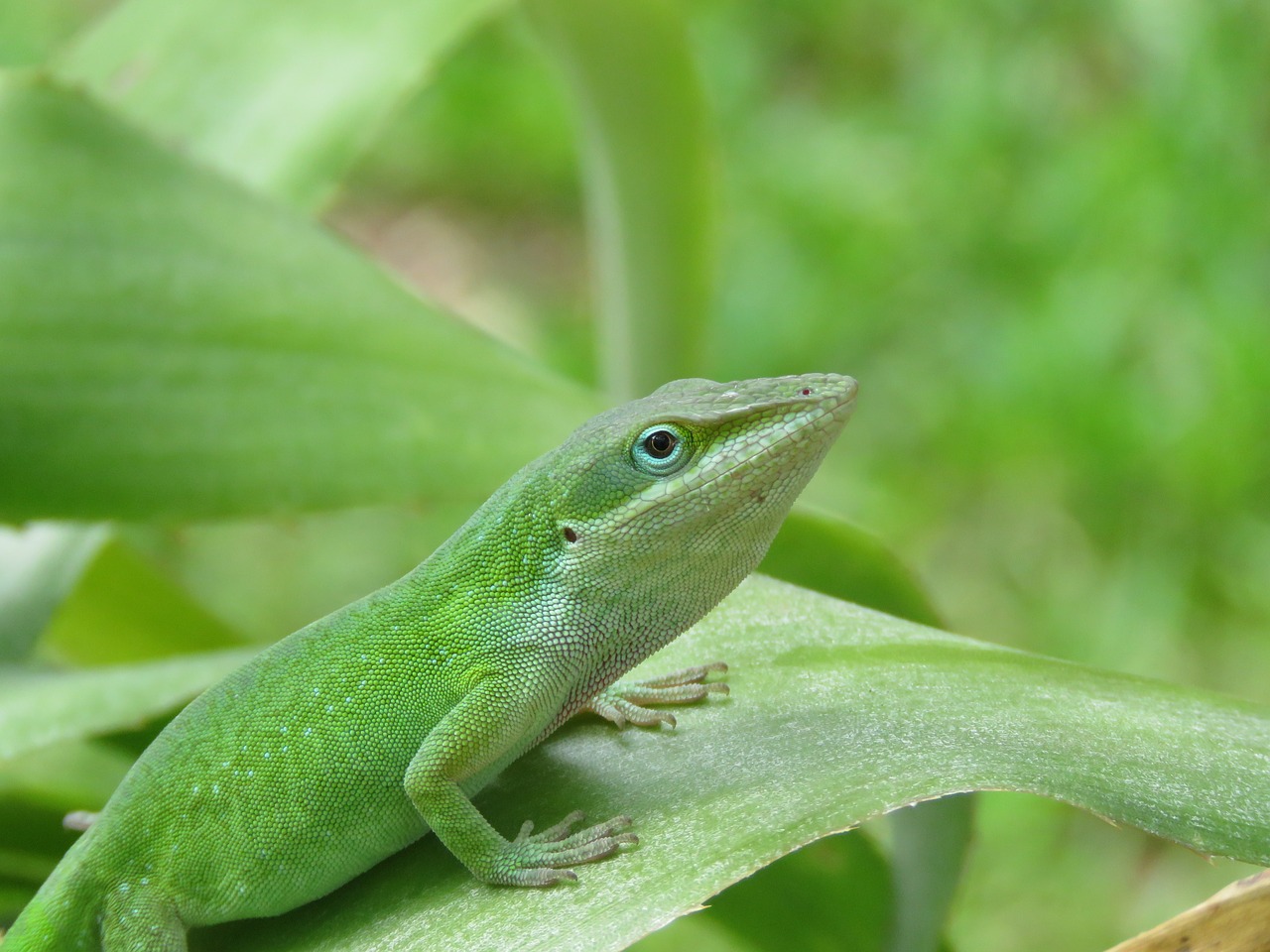 reptile lizard wildlife free photo