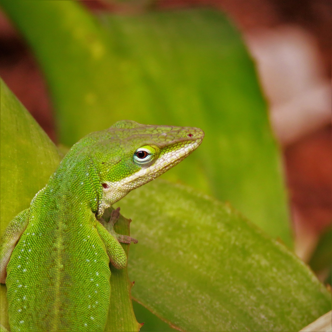 reptile lizard close up free photo