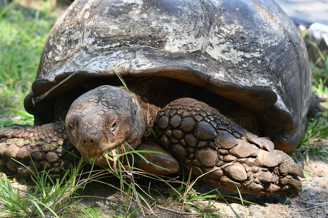 reptile tortoise old tortoise free photo