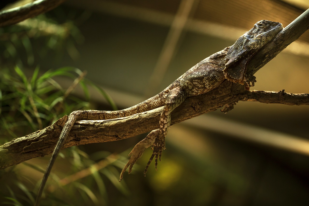 reptile lizard gecko free photo
