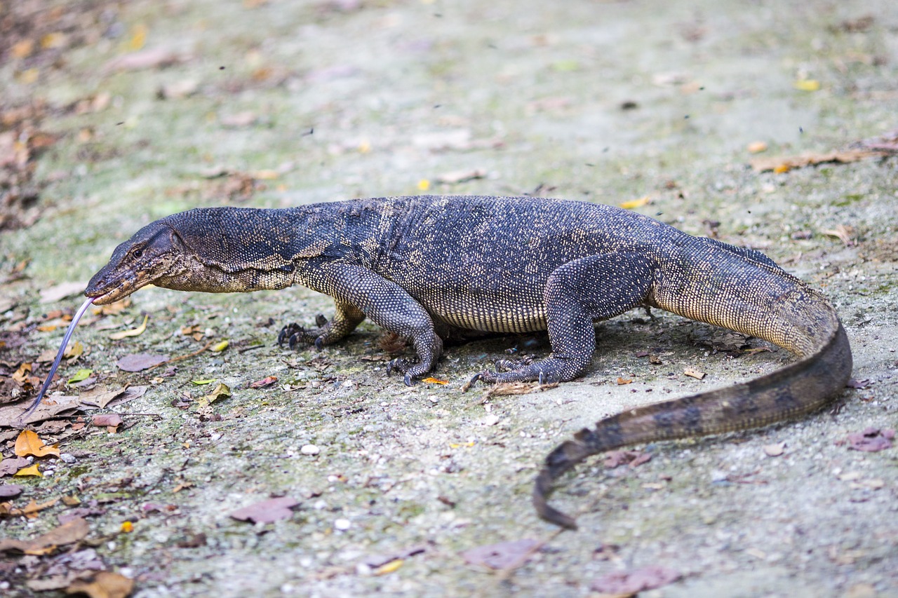 reptile singapore natural free photo