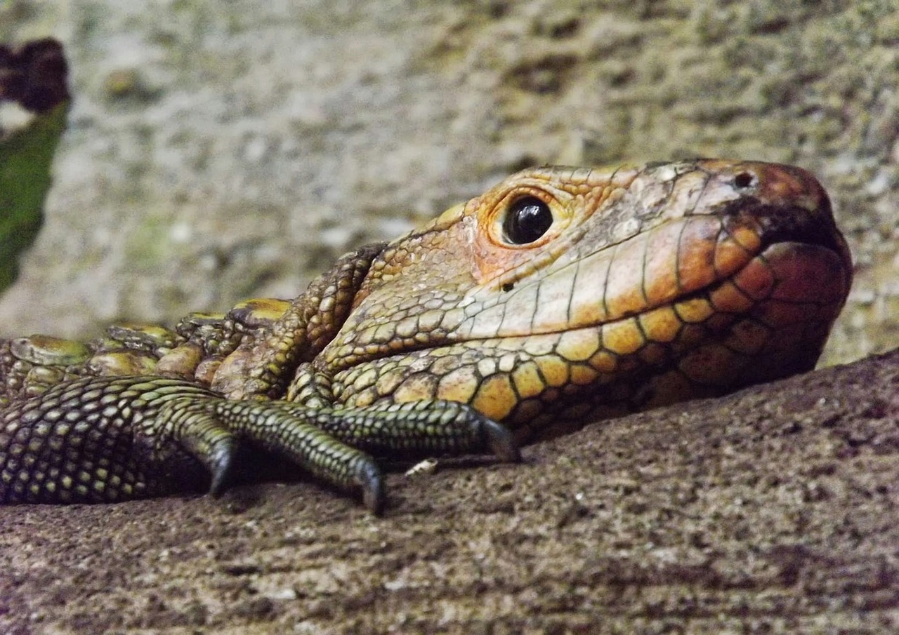 reptile lizard vivarium free photo