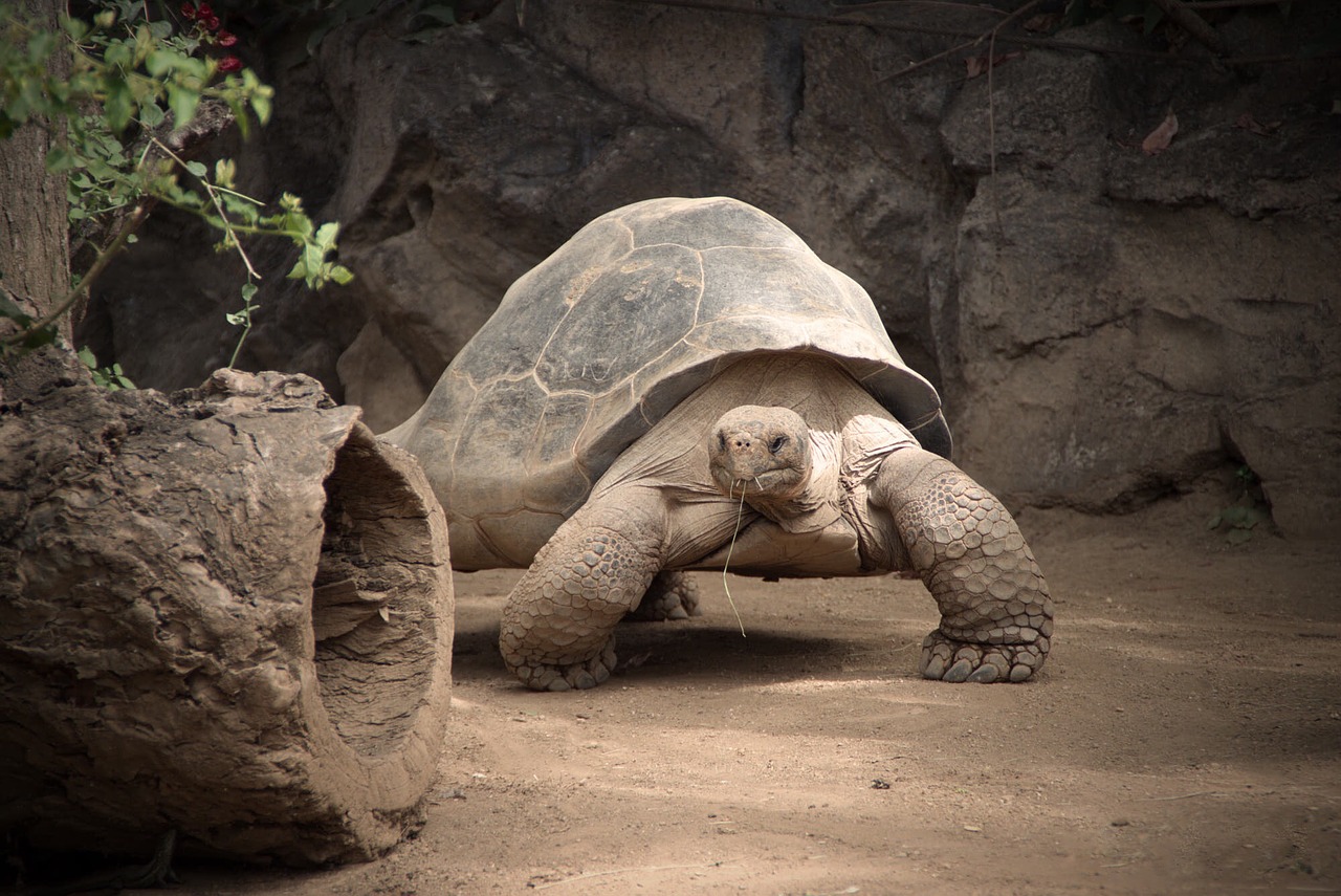 reptile turtle nature free photo