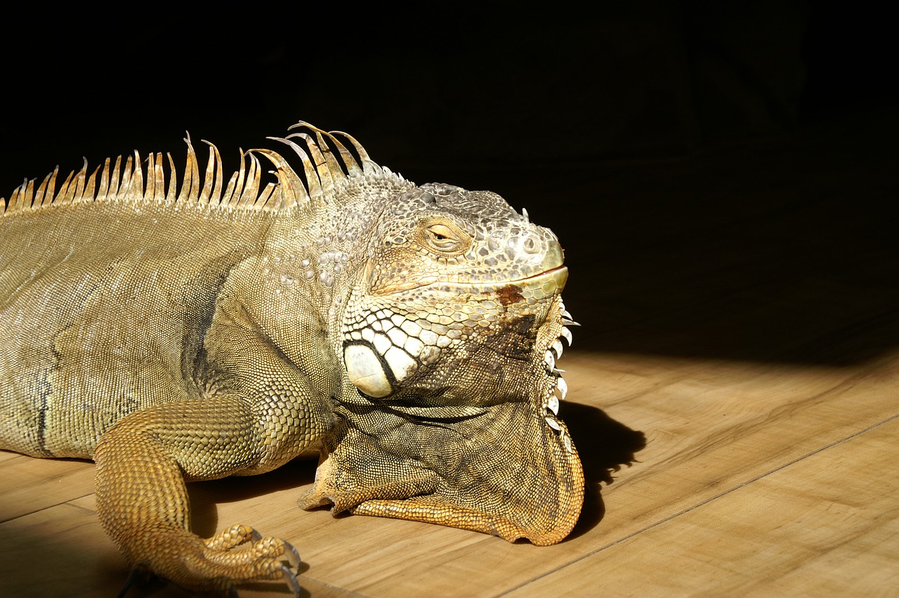 reptile iguana nature free photo