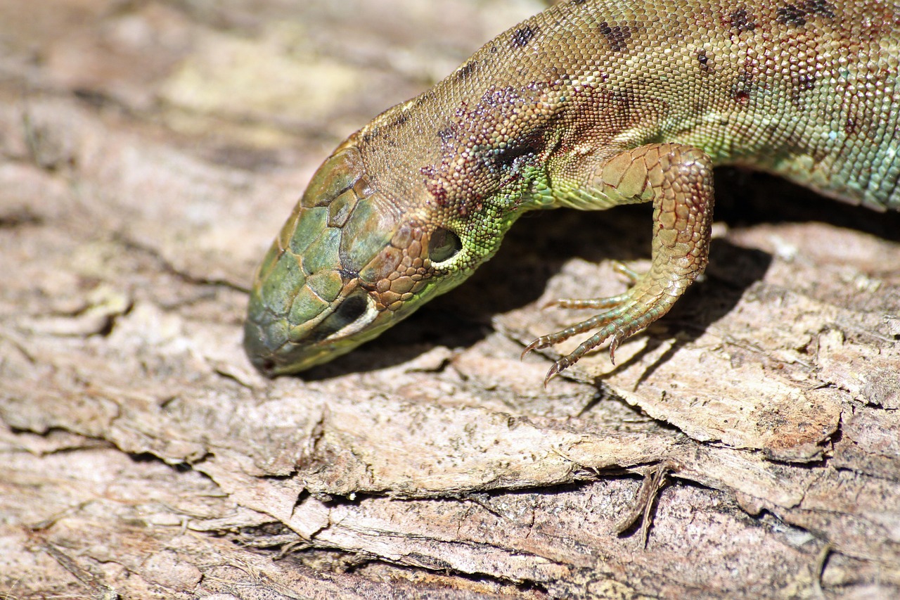 reptile nature lizard free photo