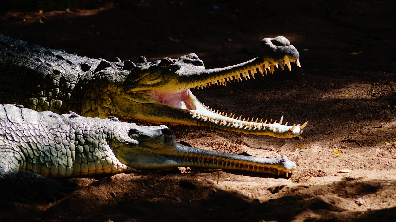 reptile crocodile wildlife free photo