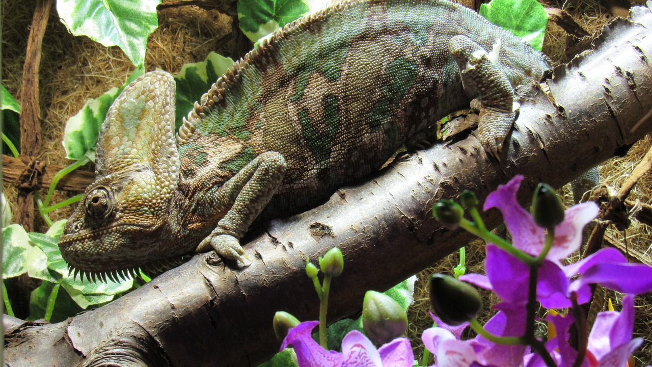 reptile chameleon insect eater free photo