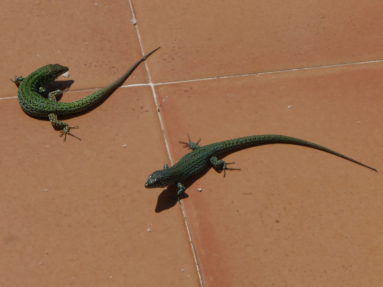 reptile lizard fauna free photo