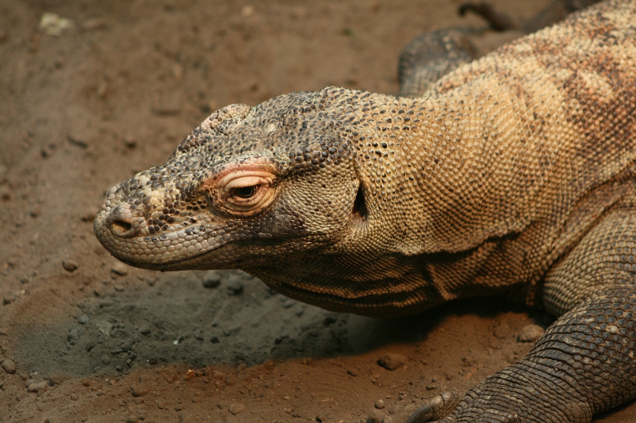 reptile lizard wildlife free photo