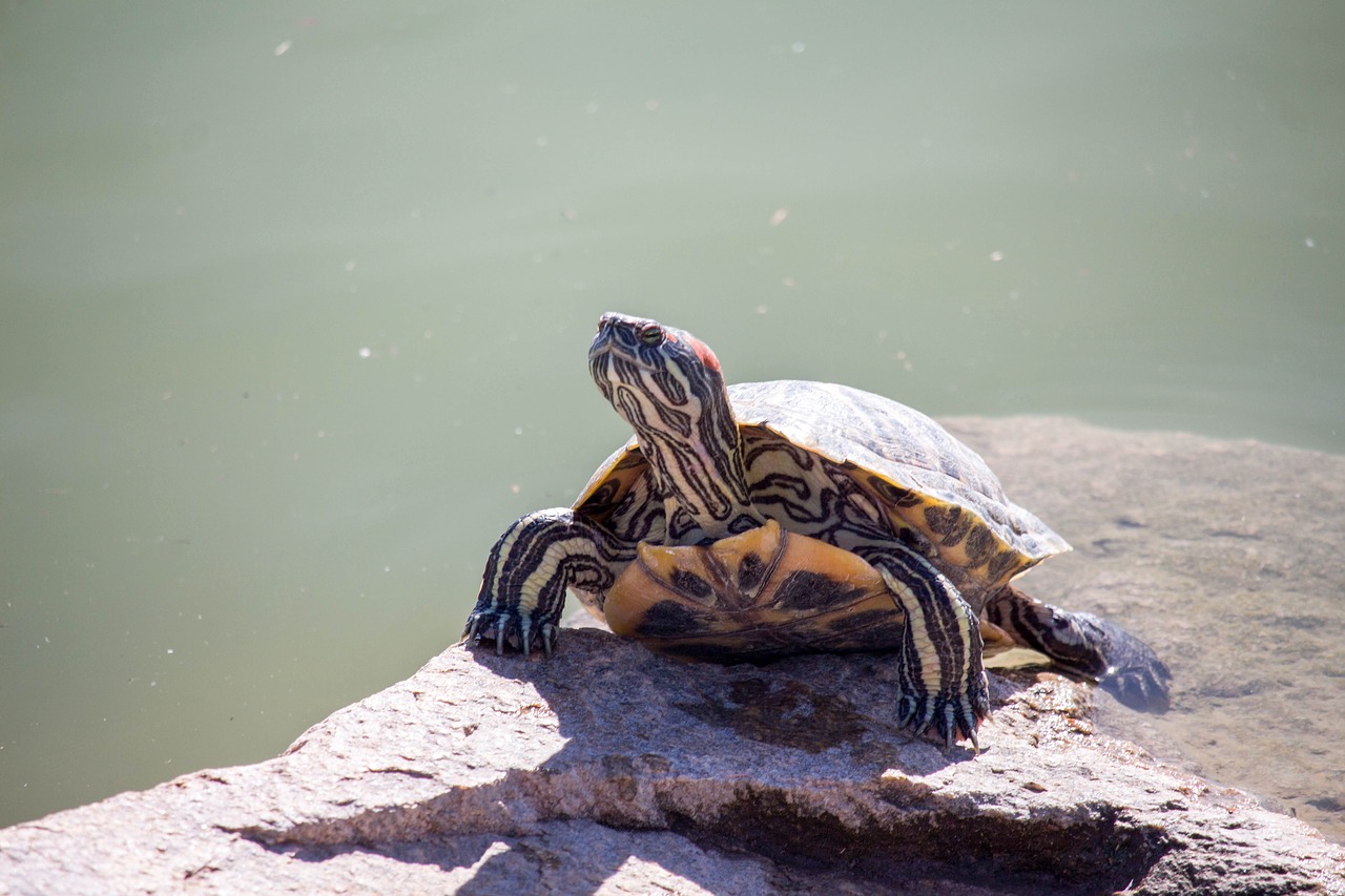 reptile turtle water free photo