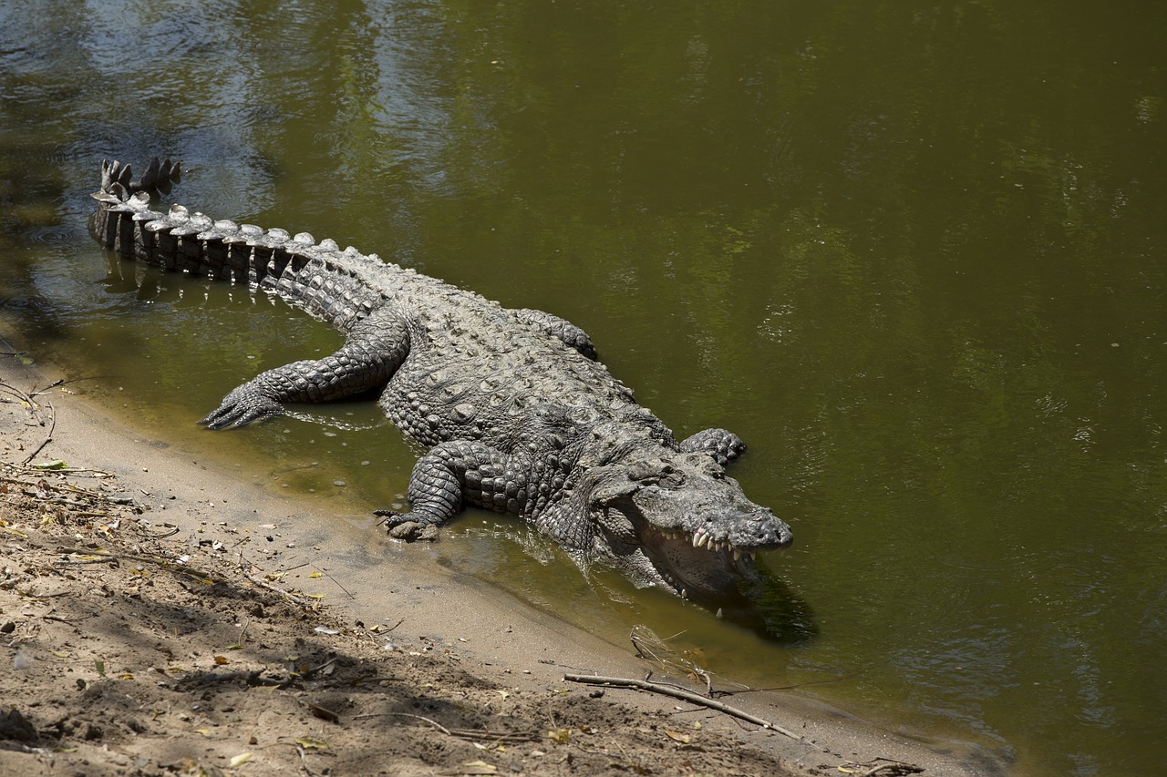 reptile crocodile body of water free photo