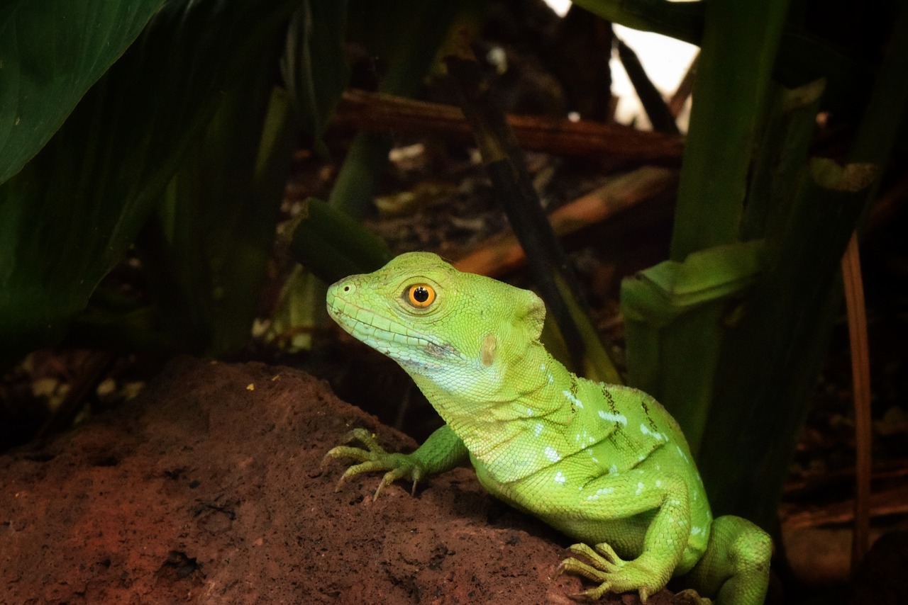 reptile wildlife lizard free photo