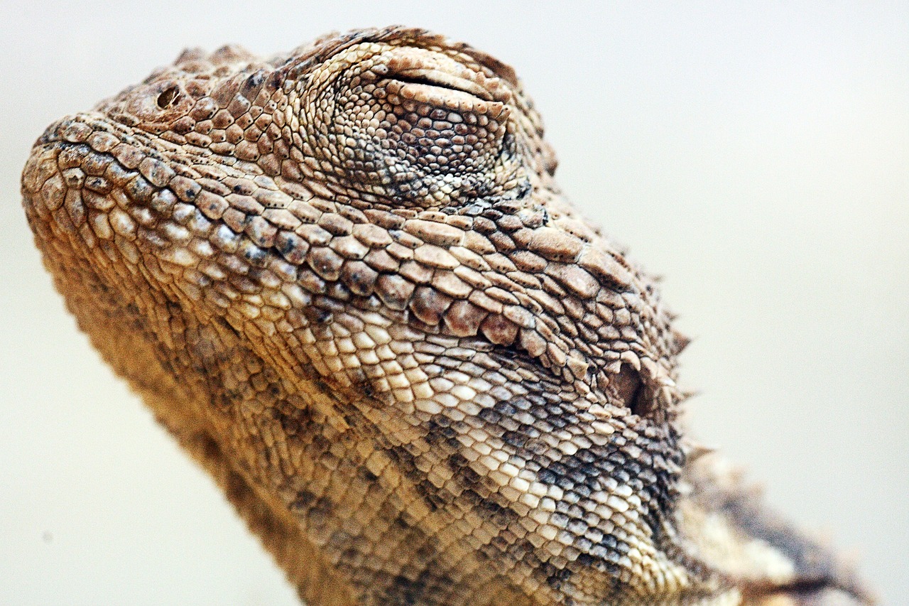 reptile lizard animal free photo