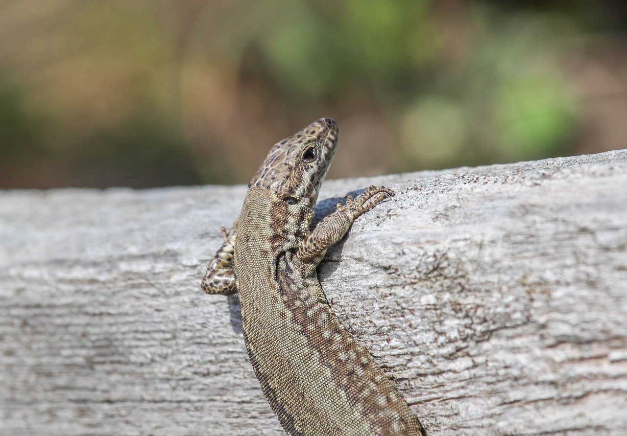 reptile nature wildlife free photo