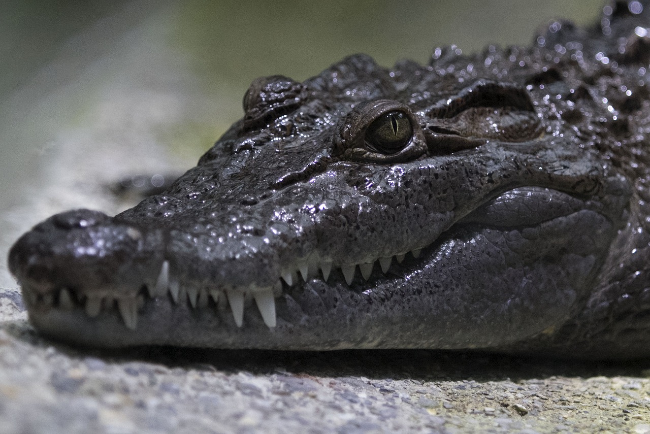 reptile crocodile alligator free photo