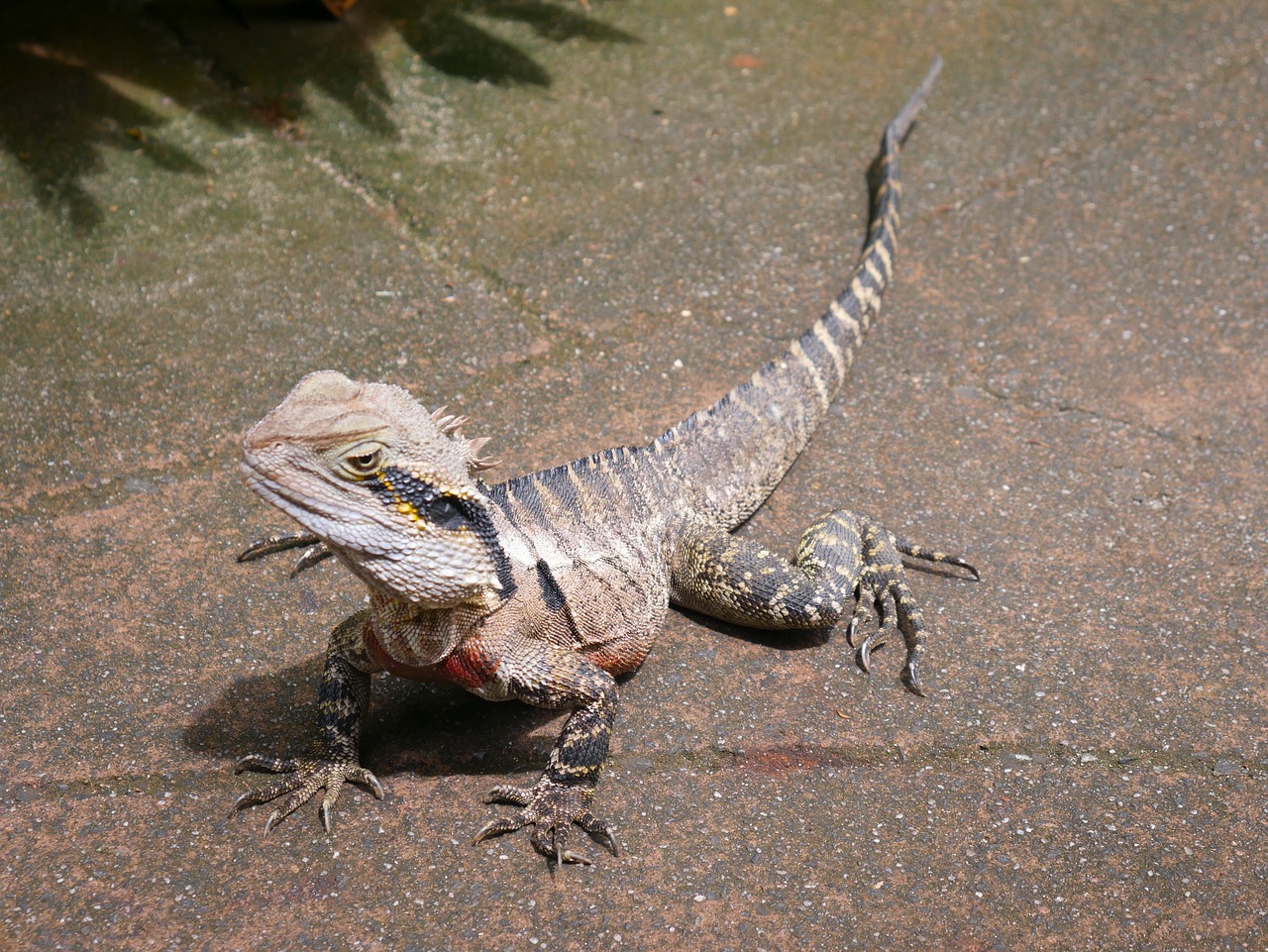 reptile  lizard  nature free photo