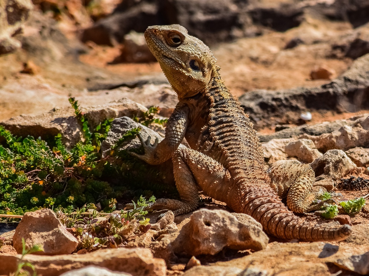 reptile  nature  lizard free photo