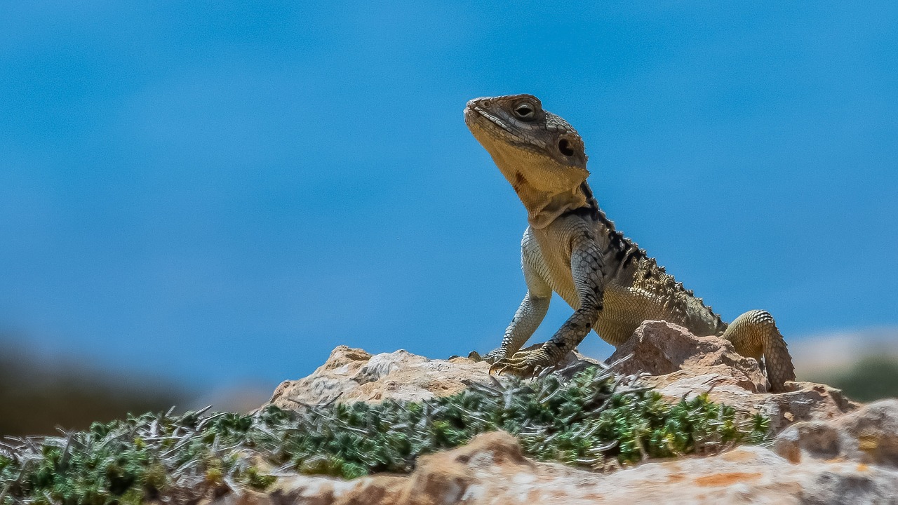 reptile  nature  lizard free photo