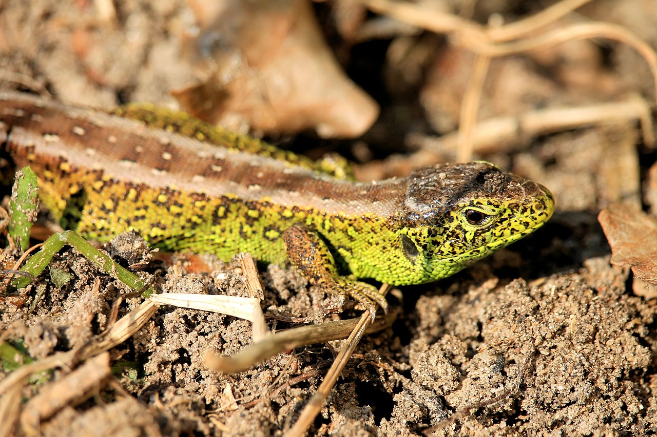 reptile  lizard  nature free photo