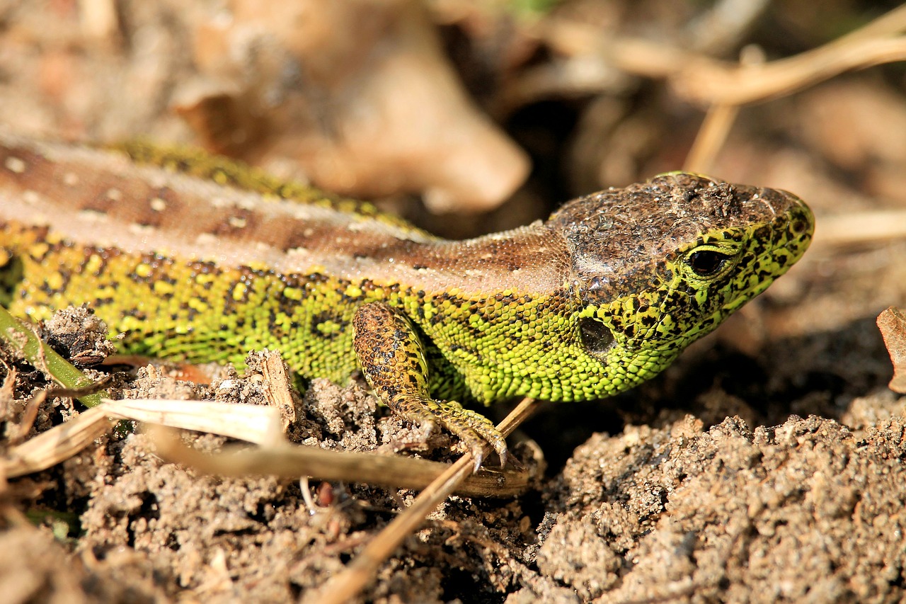 reptile  lizard  nature free photo