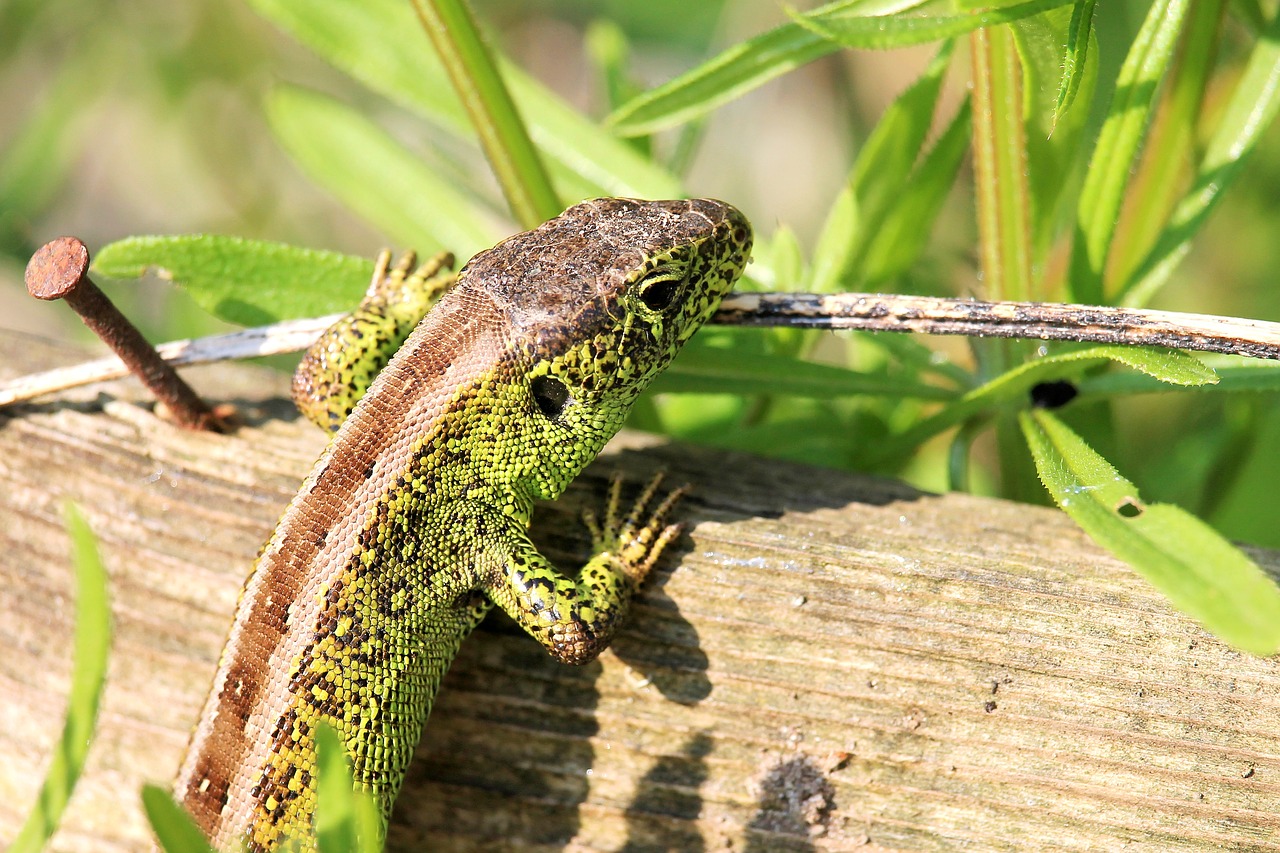 reptile  lizard  nature free photo