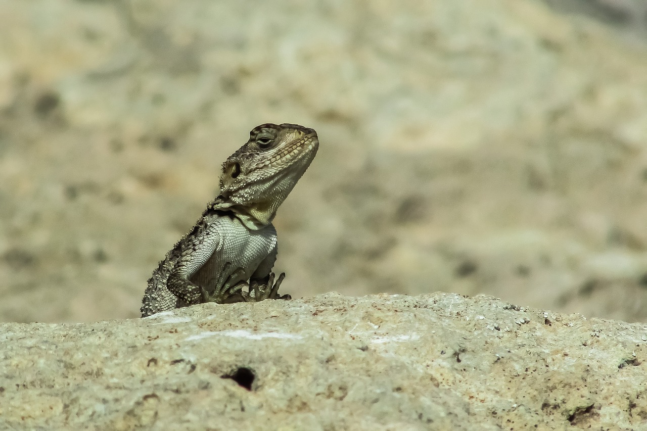 reptile  nature  lizard free photo