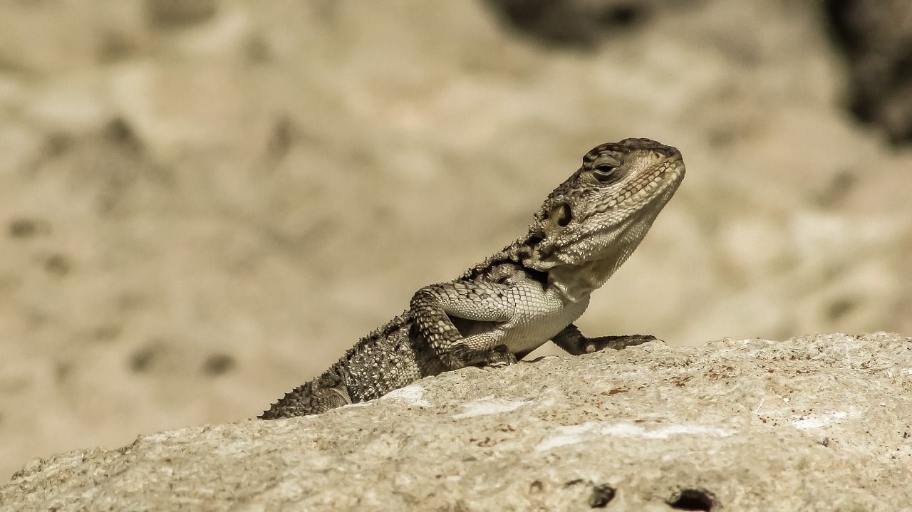 reptile  nature  lizard free photo