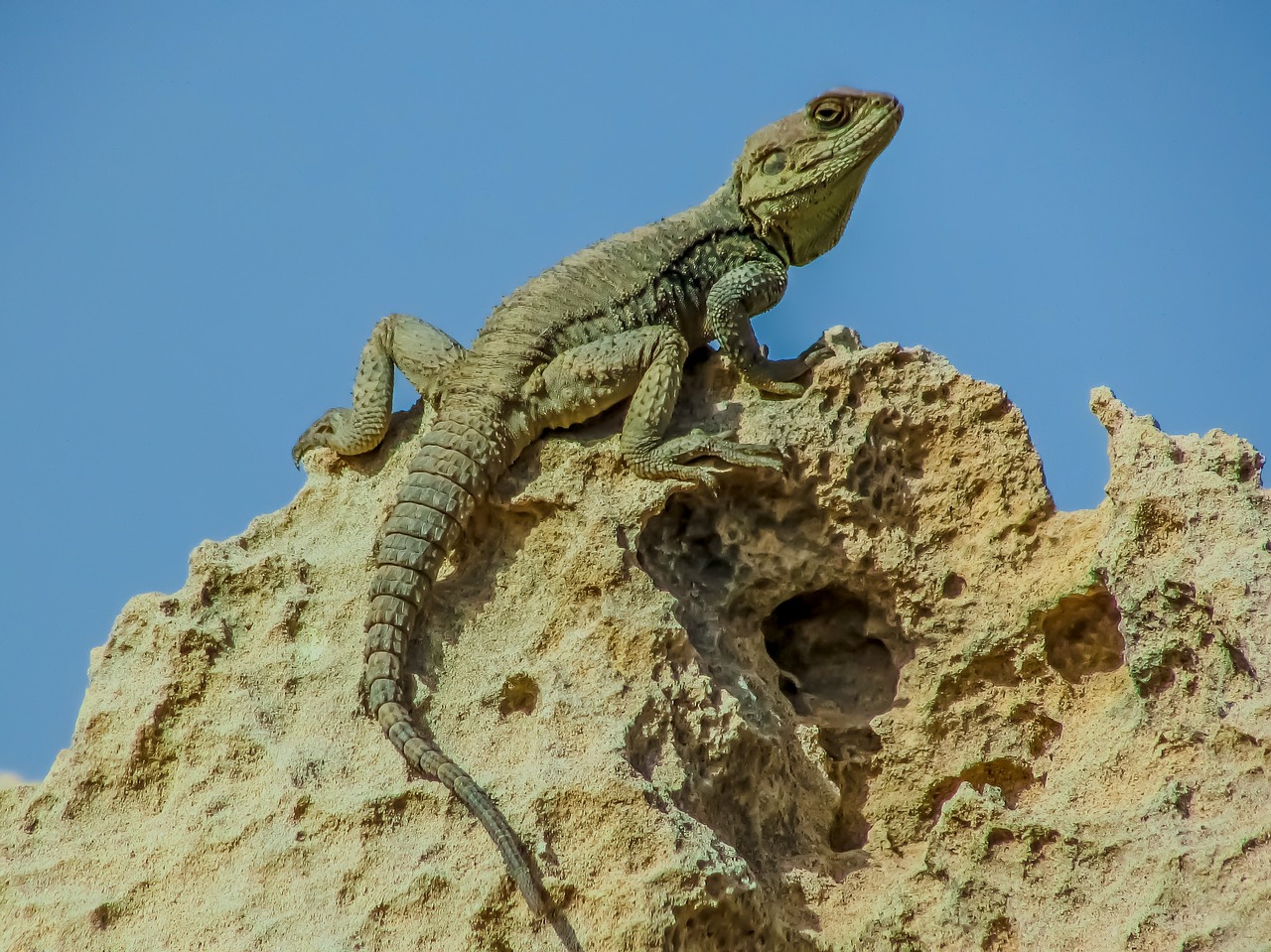 reptile  nature  lizard free photo