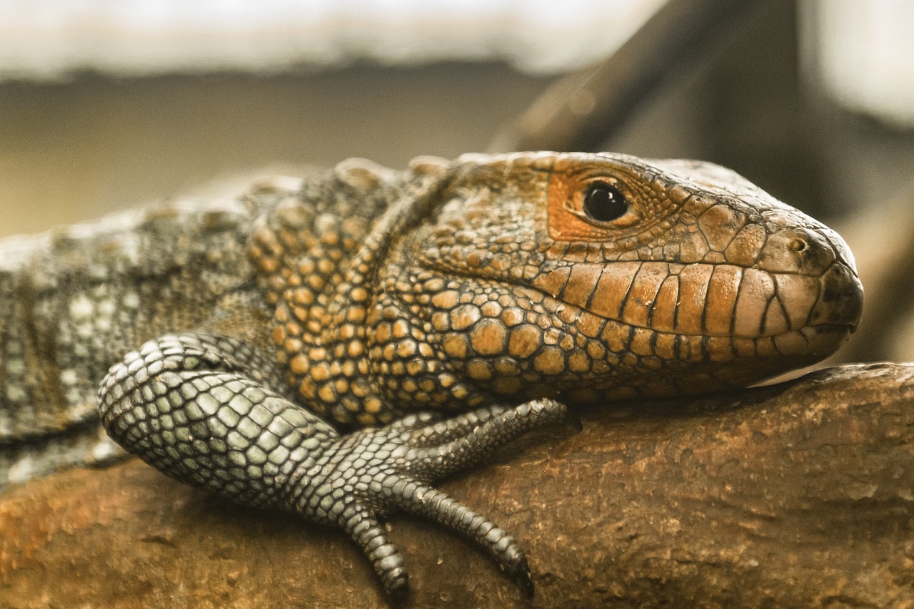 reptile  animal world  nature free photo