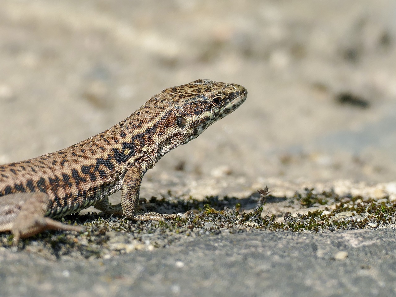 reptile  lizard  nature free photo