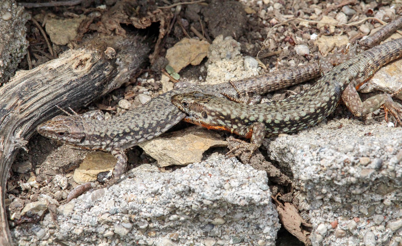 reptile  nature  lizard free photo