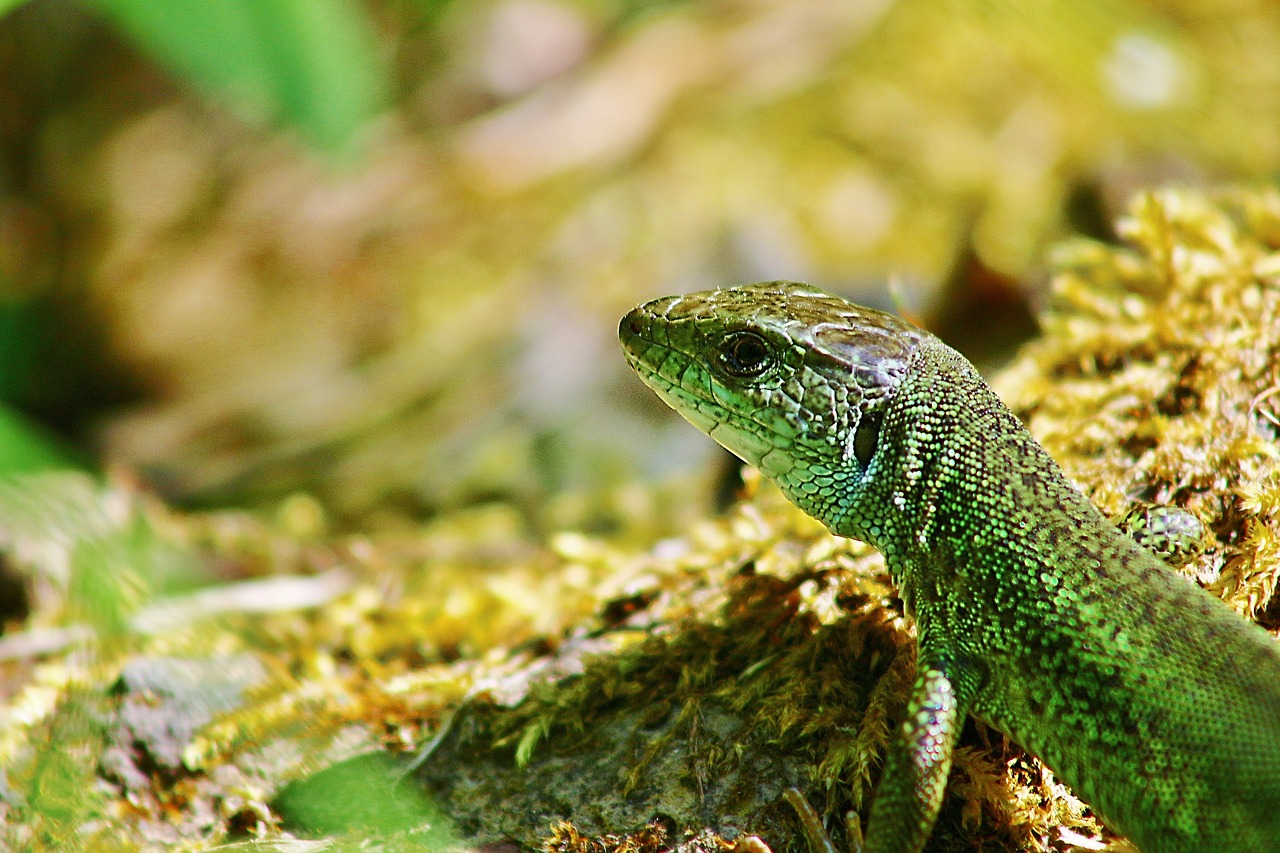 reptile  nature  lizard free photo