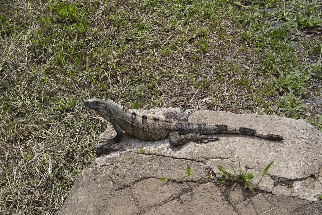 reptile  nature  lizard free photo