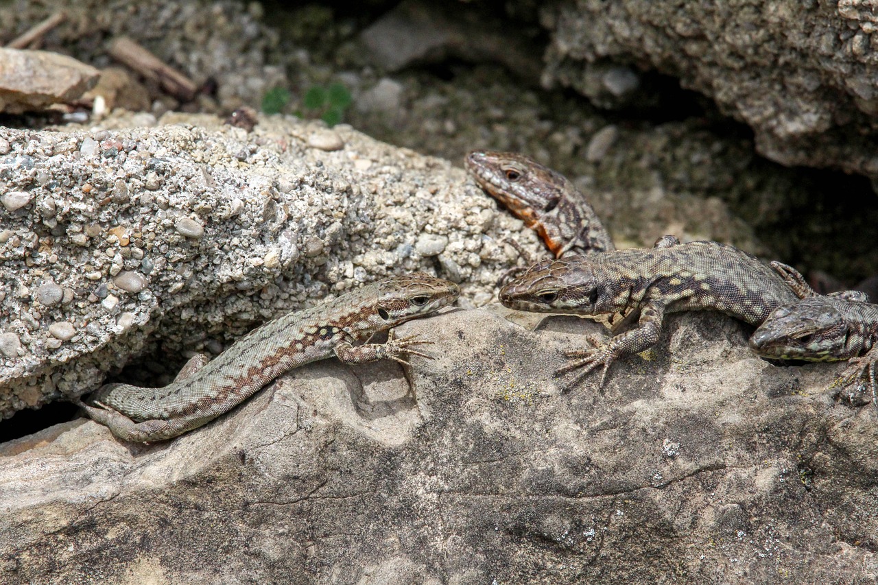 reptile  nature  lizard free photo