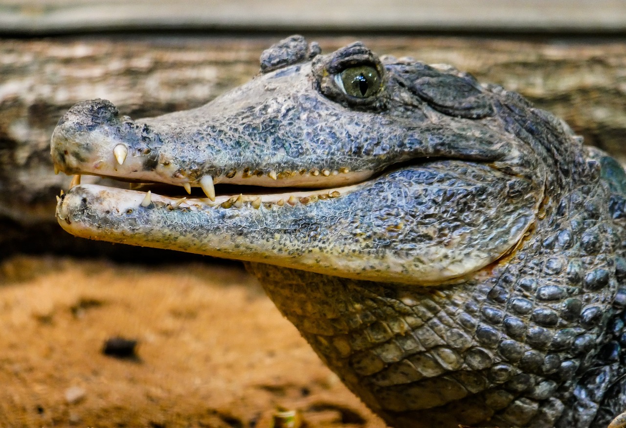 reptile  nature  crocodile free photo