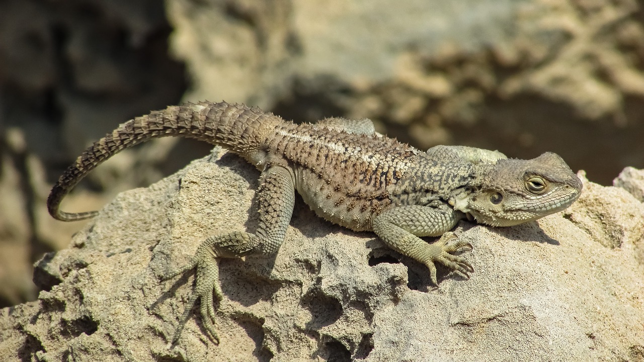 reptile  nature  lizard free photo