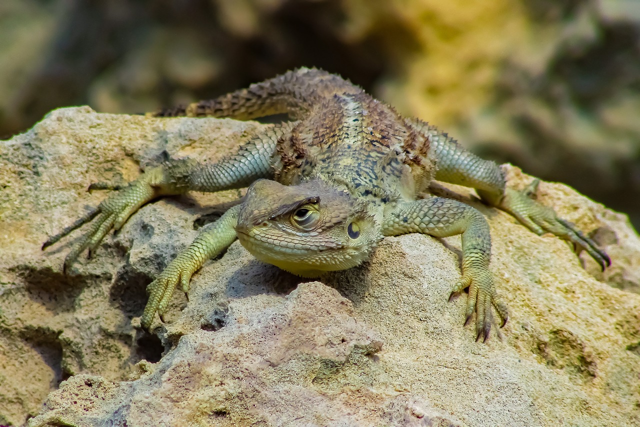 reptile  nature  lizard free photo