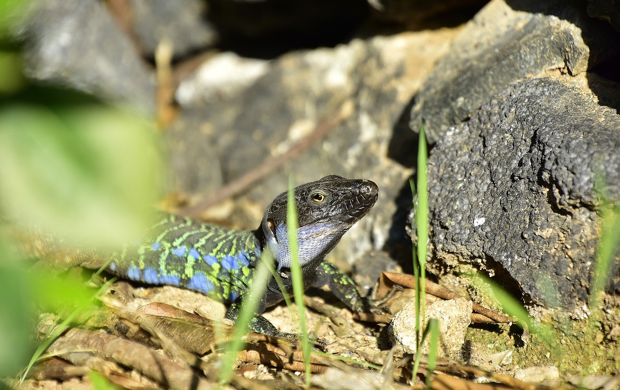 reptile  lizard  exotic free photo