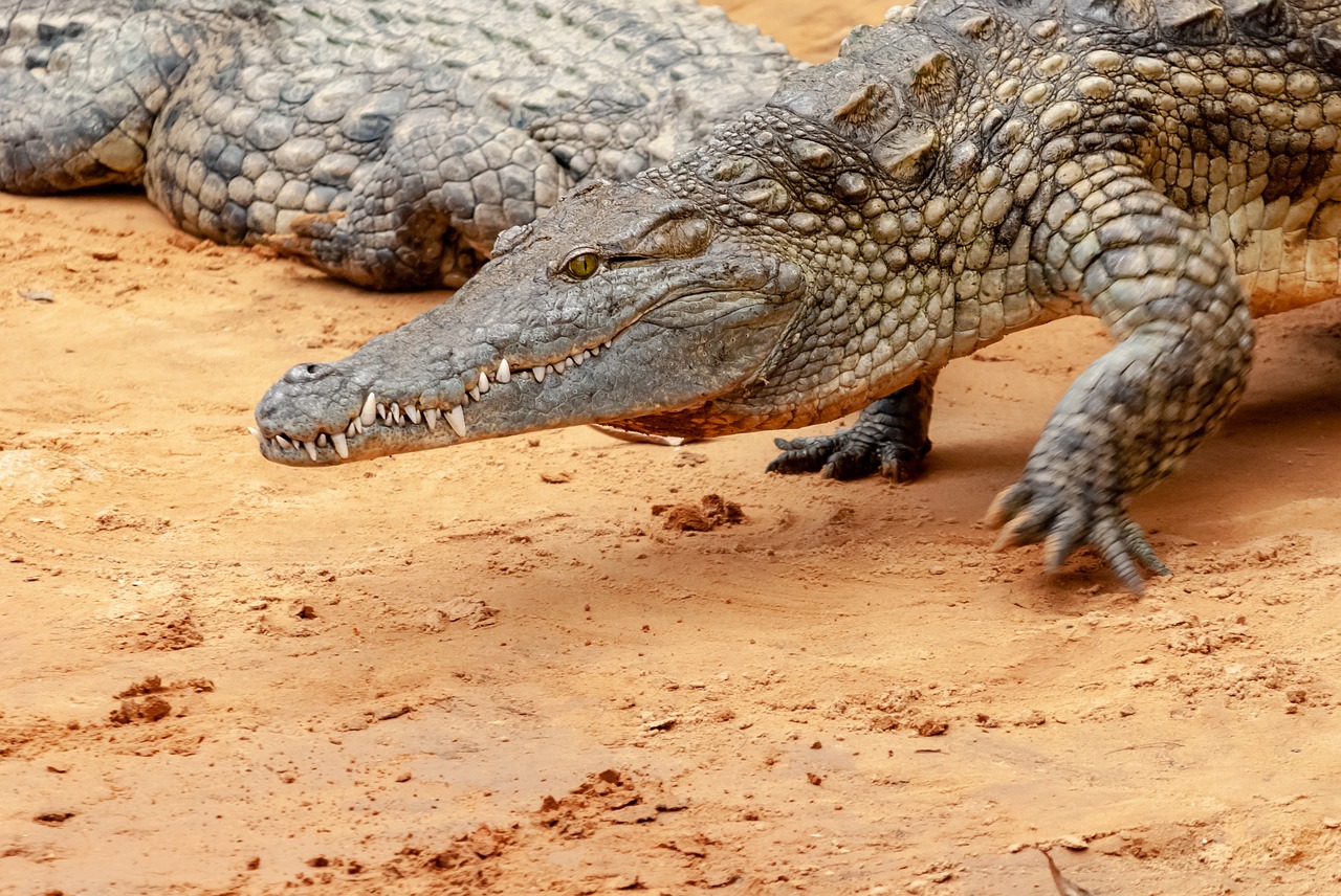 reptile  crocodile  predator free photo