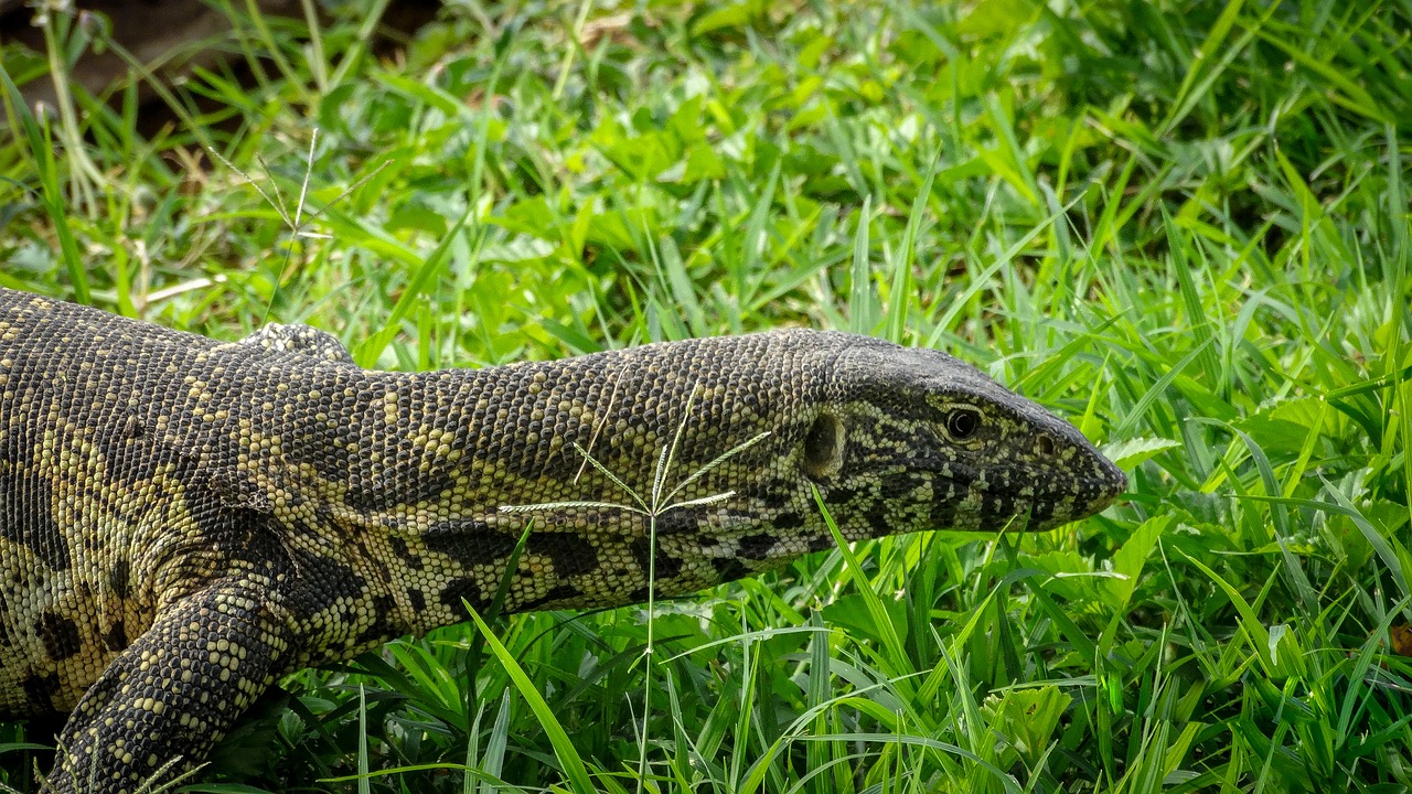 reptile  nature  creature free photo