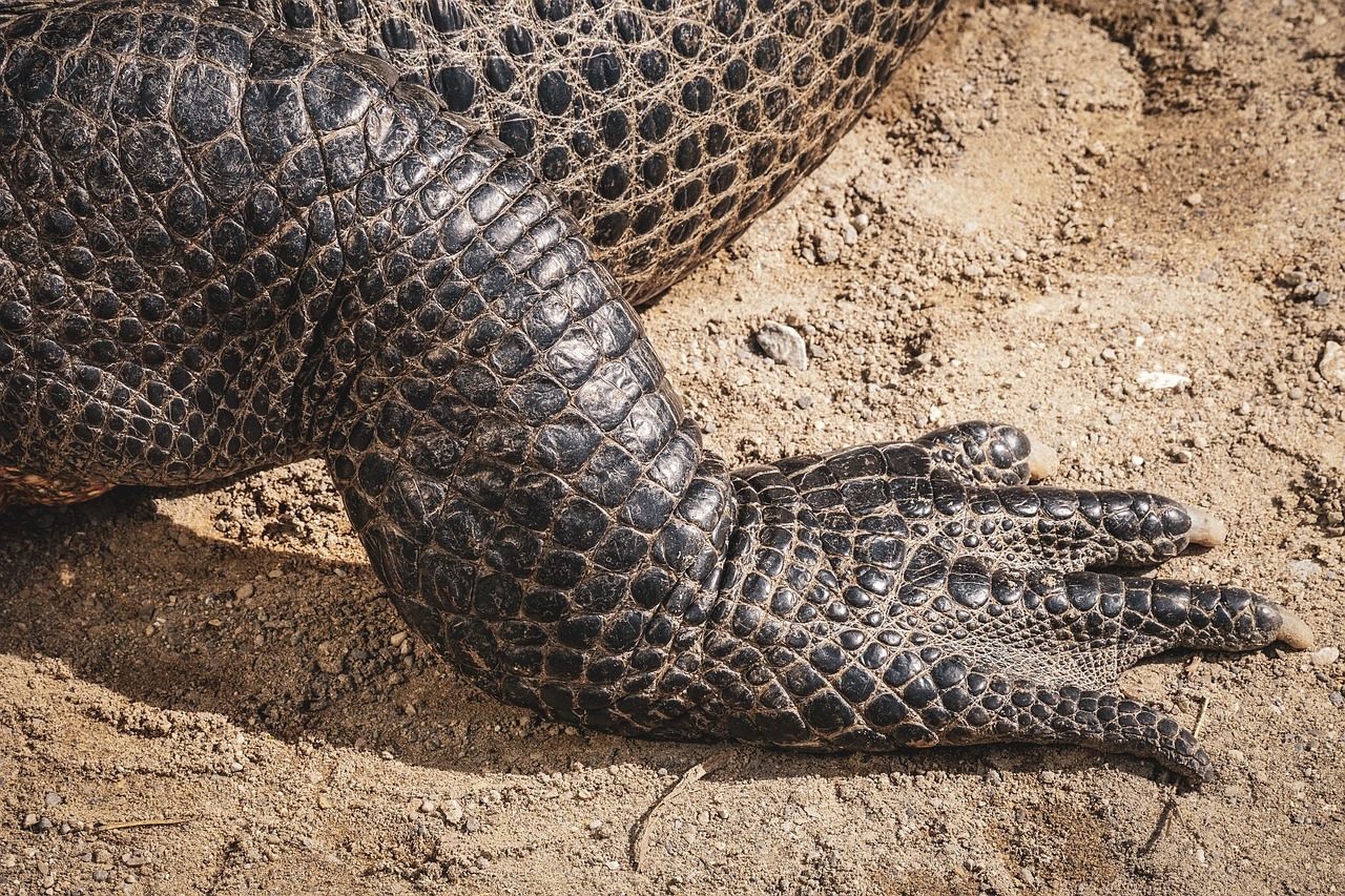 reptile  alligator  feet free photo